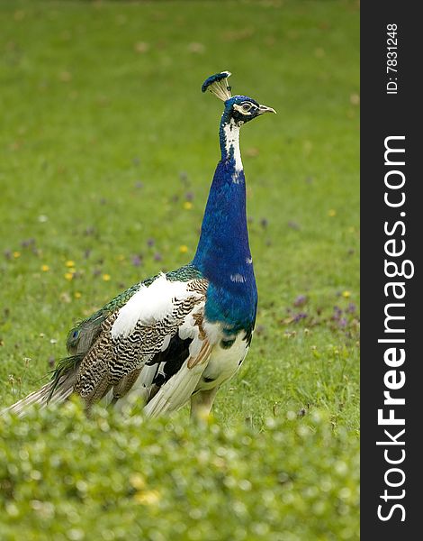 Peacock in walk up green lawn