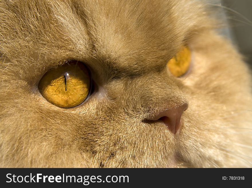 Persian cat macro eye and nose