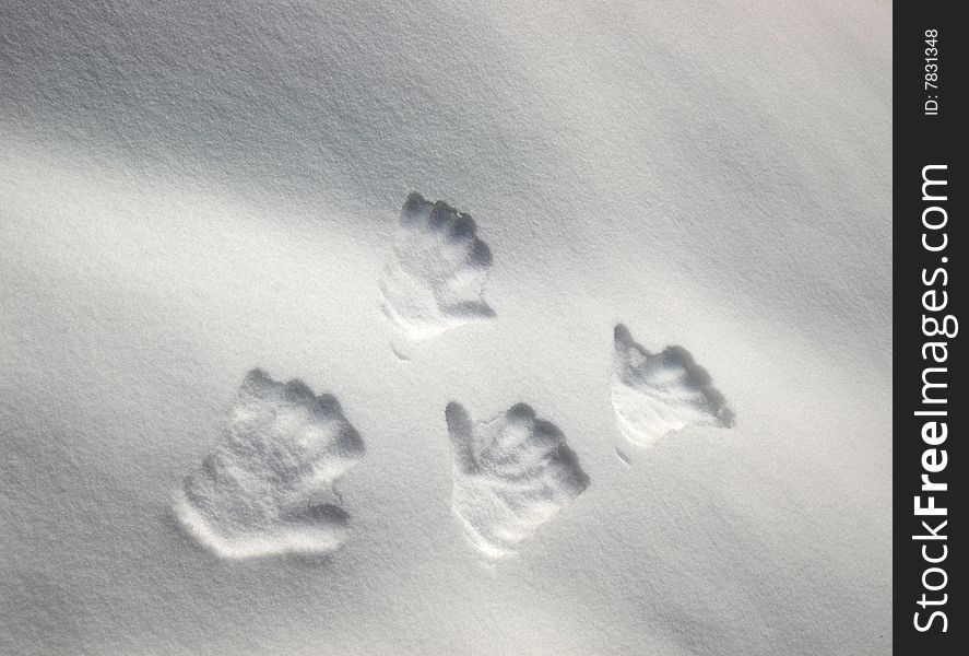 Hand prints on snow background