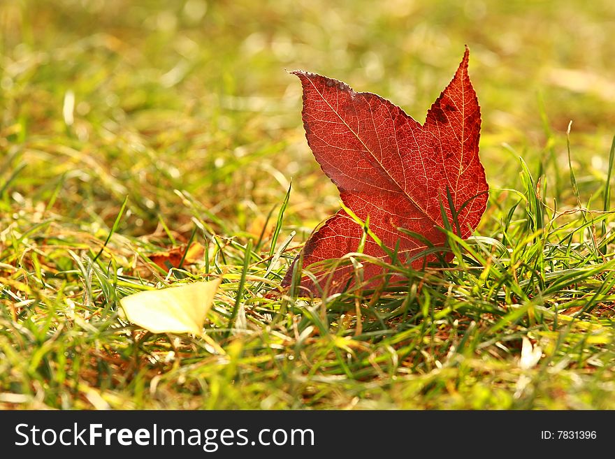 Deciduous,maple,leaf,plant,china. Deciduous,maple,leaf,plant,china