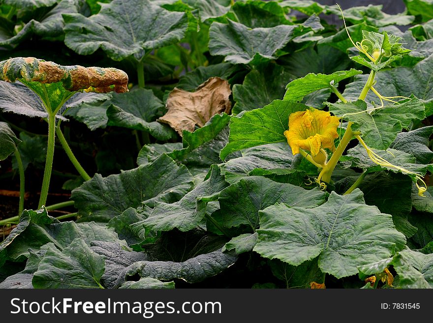 A yellow flower of pumpkin growing in the field. A yellow flower of pumpkin growing in the field