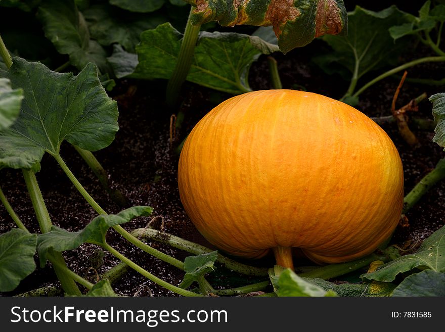 A big pumpkin growing in a greenhouse
