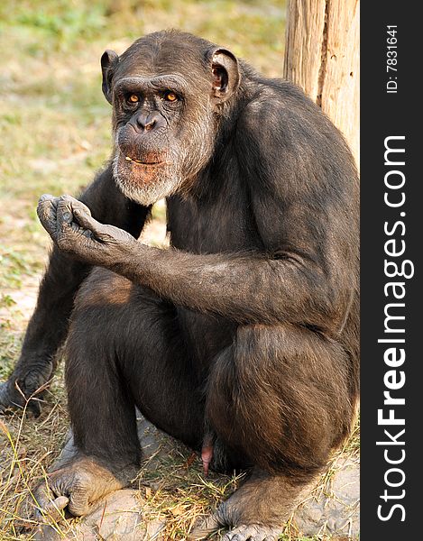 Black chimpanzee sitting all alone.