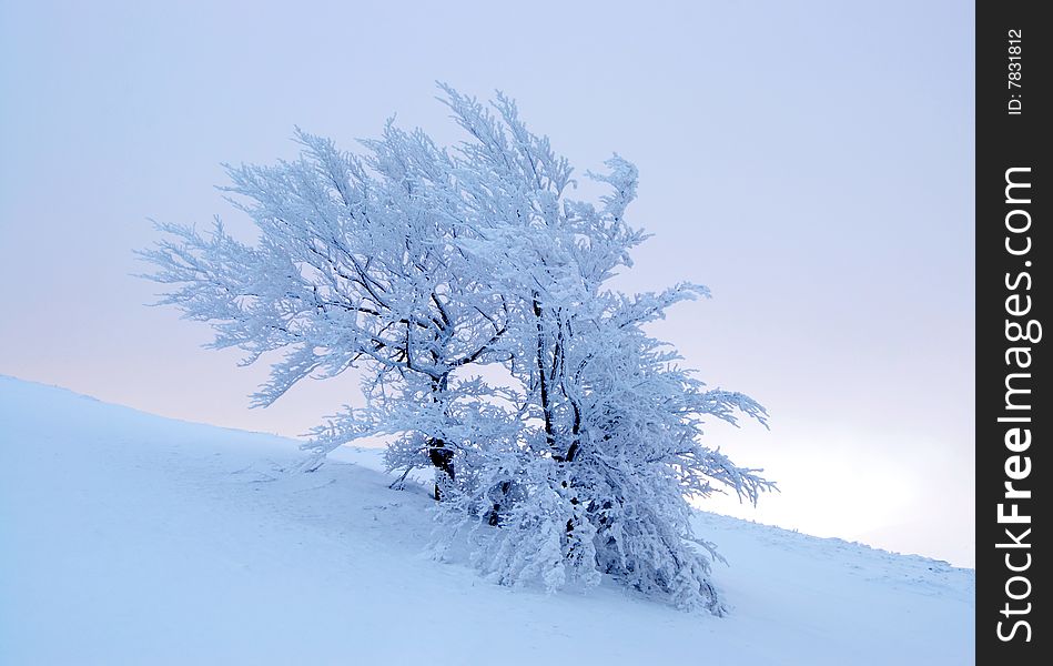 Winter tree on misty background