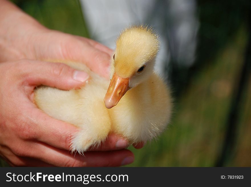 Young bird in womans hand. Young bird in womans hand