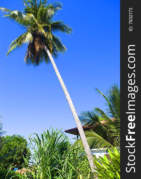 Coconut tree at tropical beach