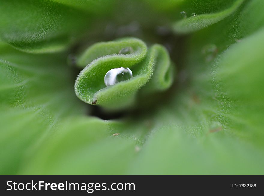 Leaf holding a water drop at the  center. Leaf holding a water drop at the  center