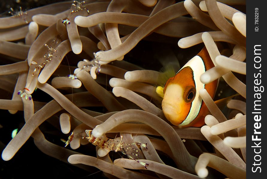 Clown anemonefish with anemone shrimp