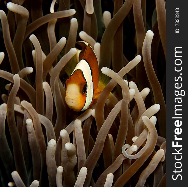 Clown anemonefish swimming in front of is anemone