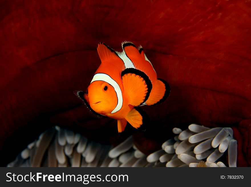 Clown anemonefish swimming in front of is anemone