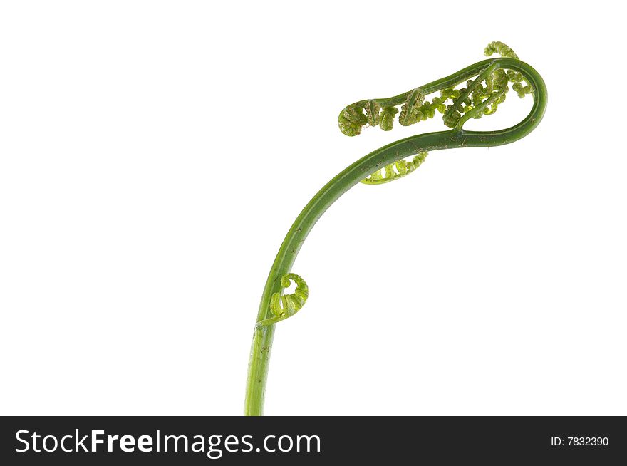 Macro image of unfolding fern leaf. Macro image of unfolding fern leaf