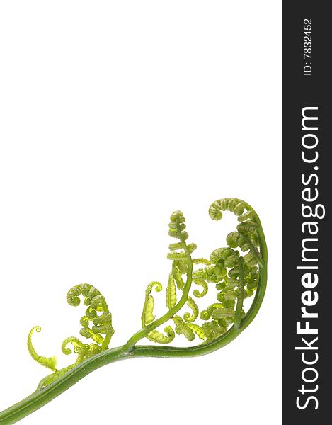 Macro image of unfolding fern leaf. Macro image of unfolding fern leaf
