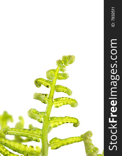 Macro image of unfolding fern leaf. Macro image of unfolding fern leaf