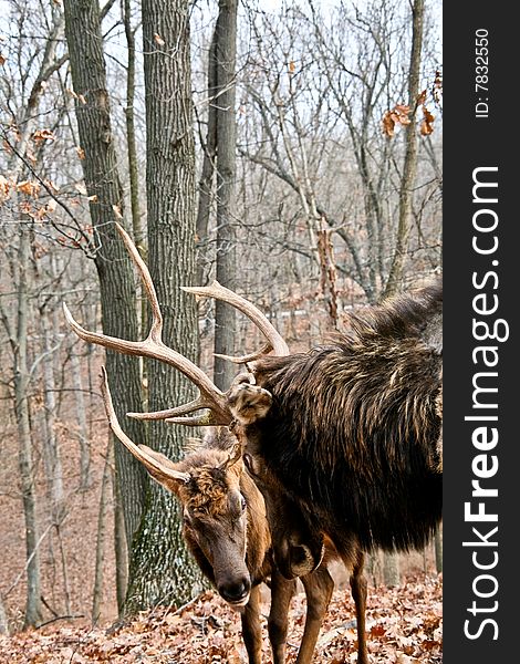 Two bull elks sparring nature