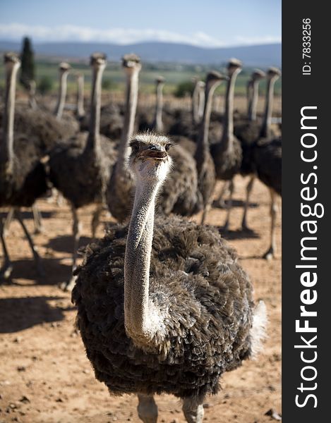 Ostrich farm in South Africa. Ostrich farm in South Africa