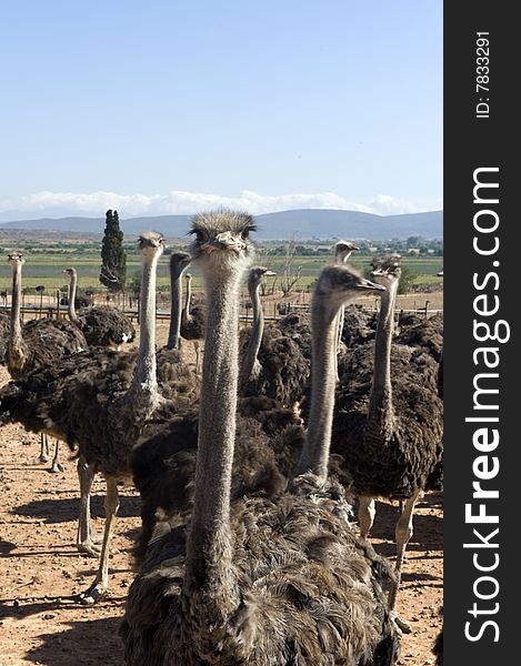 Ostrich Of South Africa