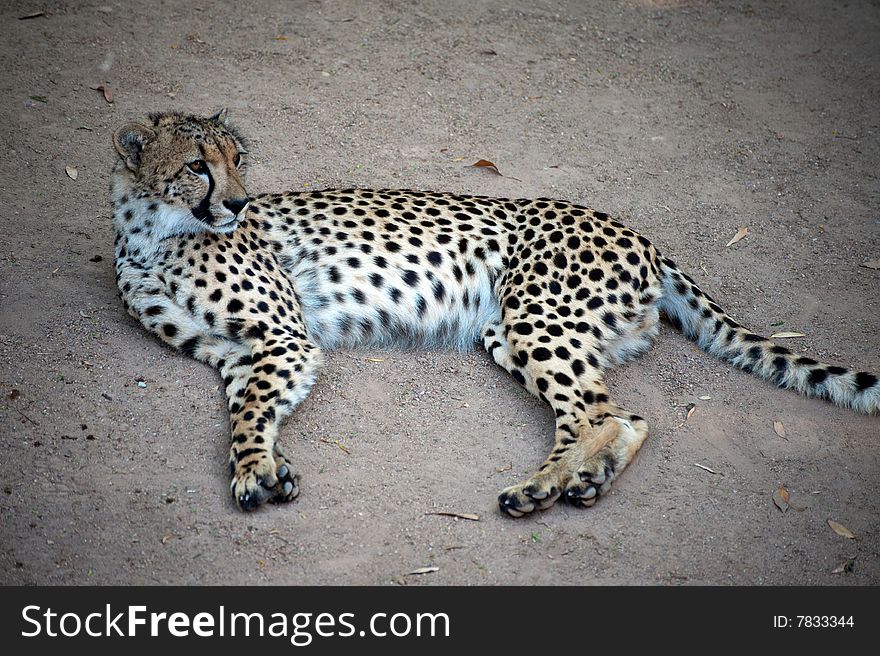 Young male cheetah resting