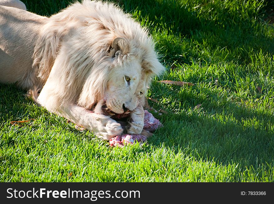 A male white lion eats a wildebeest carcass. A male white lion eats a wildebeest carcass.