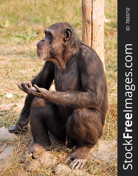 Black chimpanzee sitting all alone.