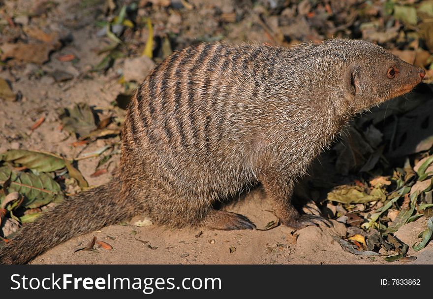 Banded mongoose in shanghai zoo.