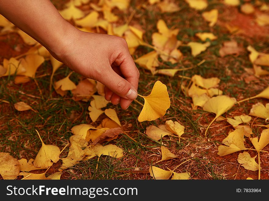 Leaves everywhere,ginkgo,leaves,golden yellow