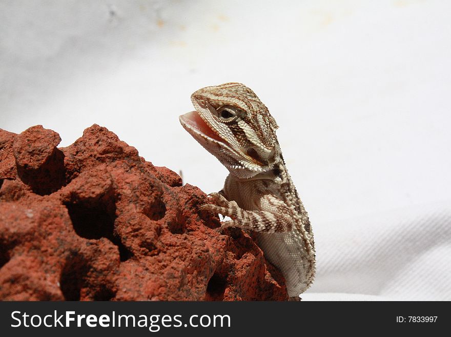 This is a young Pogona vitticeps opening his mouth. This is a young Pogona vitticeps opening his mouth.