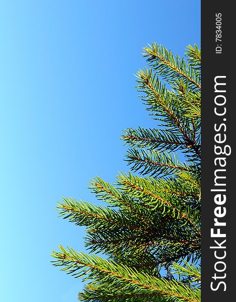Green fir branch on the blue sky in the background.