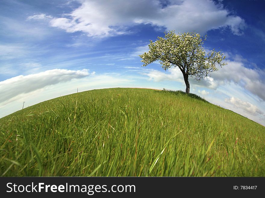 Beautiful spring landscape with lonely tree - landscape orientation