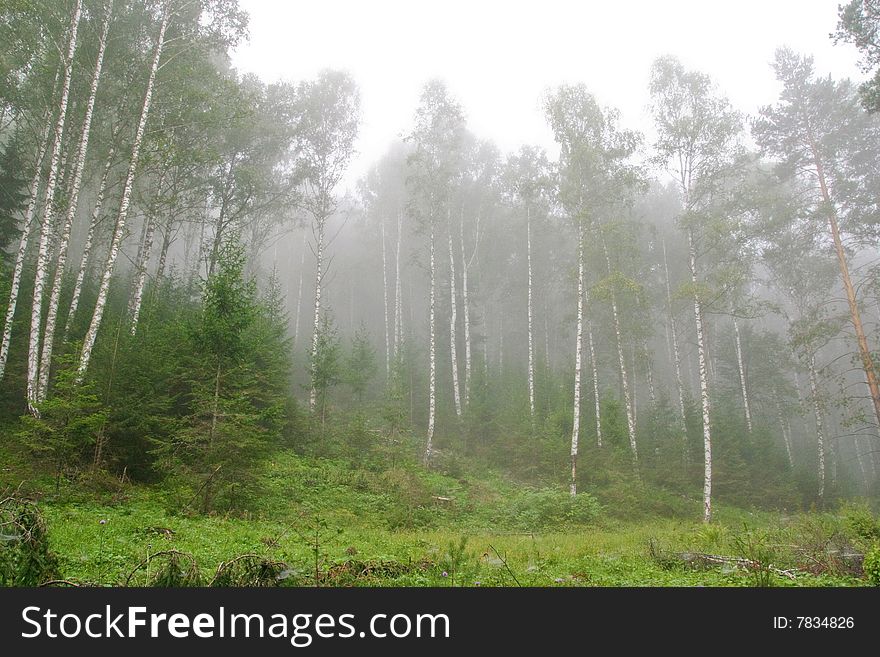 Forest in the mountains of the southern Ural. Bashkiria, Russia. Forest in the mountains of the southern Ural. Bashkiria, Russia