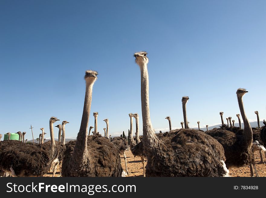 Ostrich of South Africa