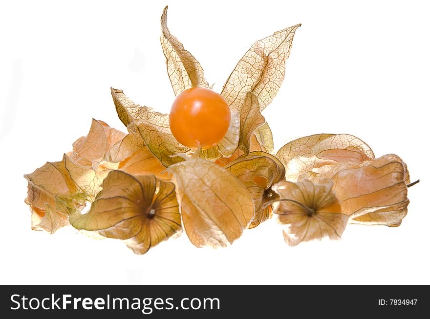 Phillis fruit isolated on white background.