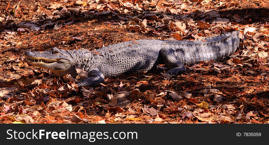 A crocodile basking in the sun on a bed of autumn leaves. A crocodile basking in the sun on a bed of autumn leaves