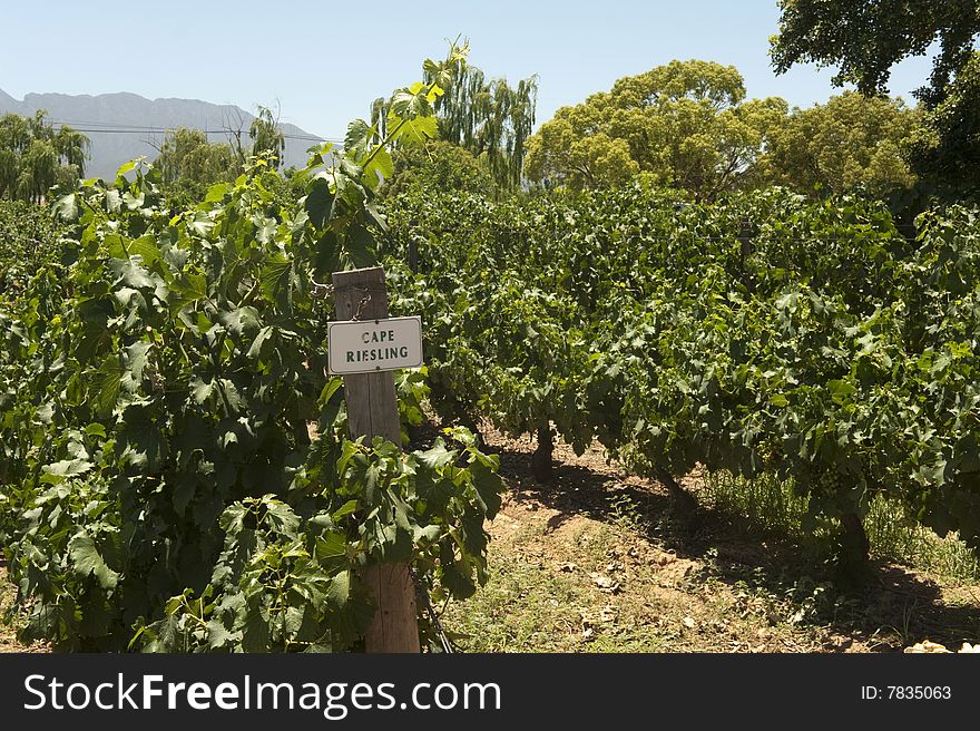 Riesling Vineyard