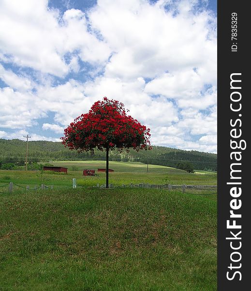 The only tree standing alone in a huge area. South Dakota, USA. The only tree standing alone in a huge area. South Dakota, USA.