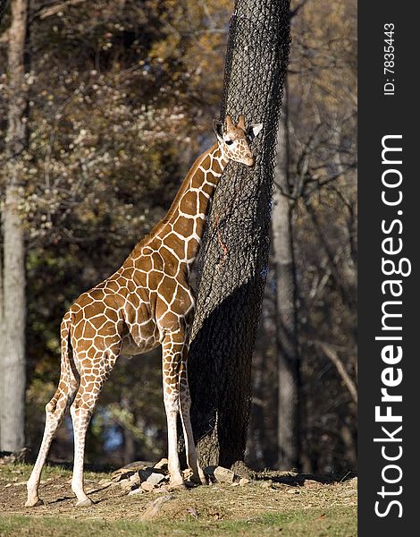 A tall and majestic giraffe baby posing for a picture with a tree.