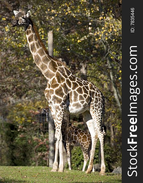 Giraffe With Baby