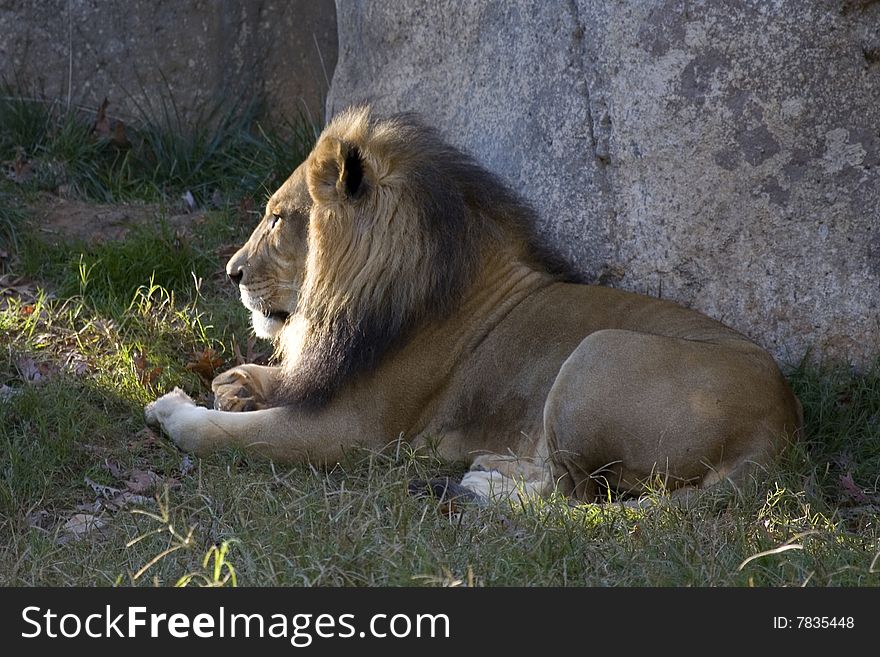 A magnificent and fierce lion resting in the late afternoon sun. A magnificent and fierce lion resting in the late afternoon sun.