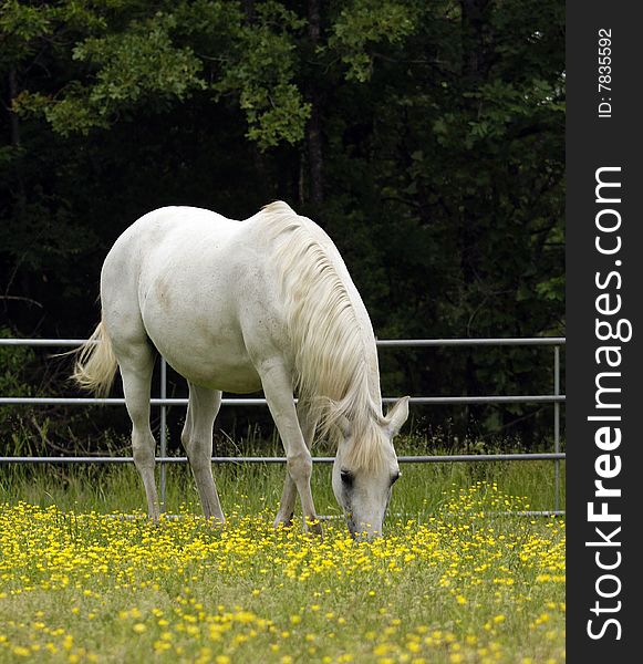 Grey Arabian mare grazing in pasture with yellow flowers