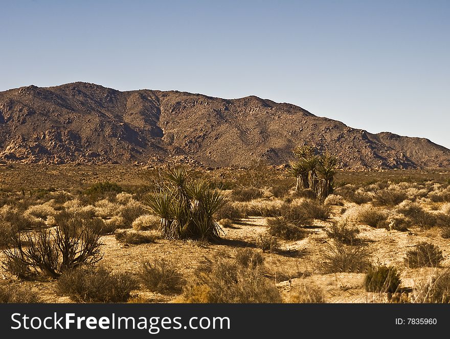 Mojave Desert Scene