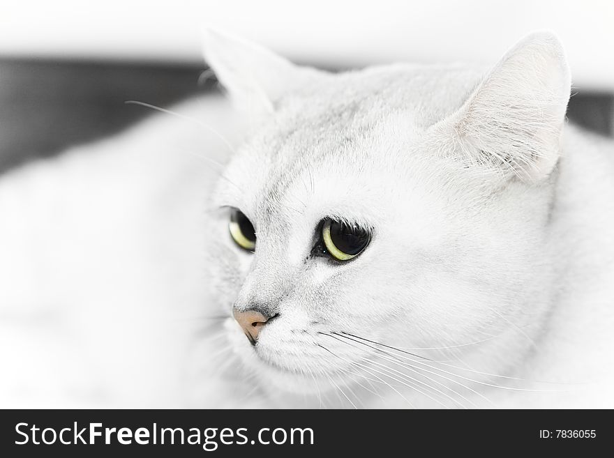 White British Short hair cat with yellow eyes. White British Short hair cat with yellow eyes