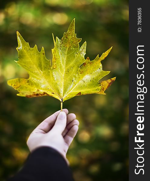 A man holds out a leaf with one hand showing the leaf all alone in the fall with autumn colors of the season. A man holds out a leaf with one hand showing the leaf all alone in the fall with autumn colors of the season