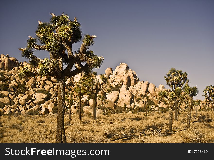 This is a picture of Joshua Trees and yucca against desert boulders from Joshua Tree National Park.