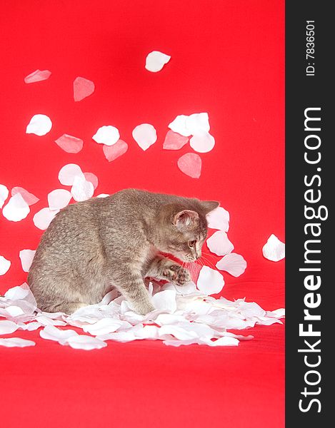 A kitten is showered by white rose petals on a red background for use as valentines day art. A kitten is showered by white rose petals on a red background for use as valentines day art