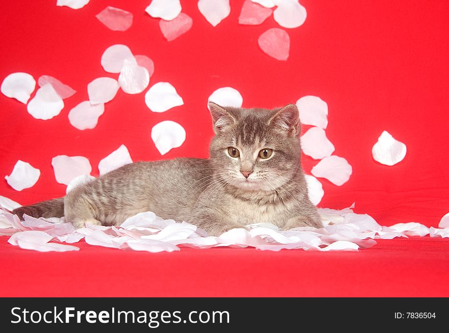 A kitten is showered by white rose petals on a red background for use as valentines day art. A kitten is showered by white rose petals on a red background for use as valentines day art