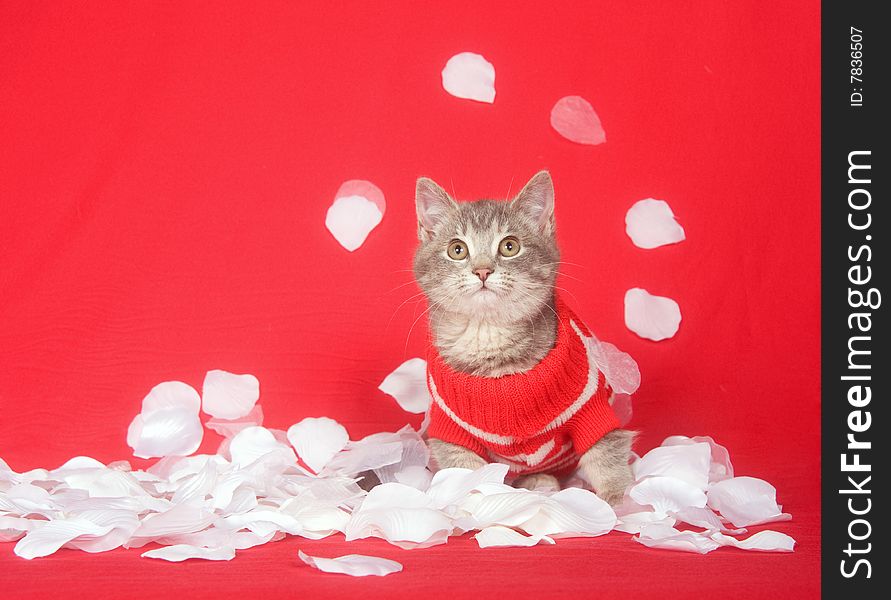 Kitten With Red Sweater And Rose Petals