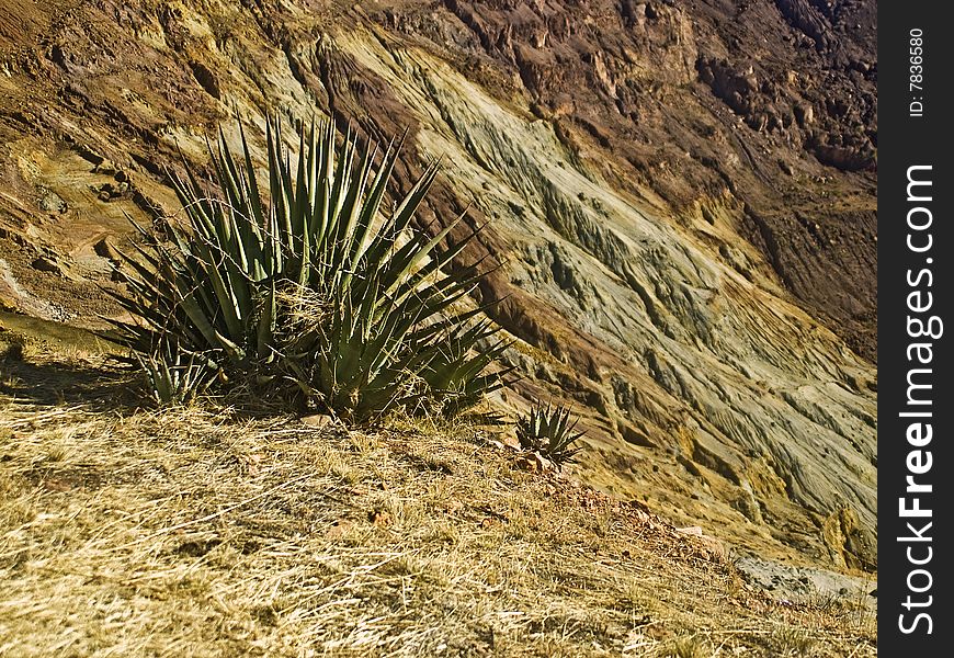 This is a picture of an agave perched on the edge of an open pit mine at Ajo, Arizona. This is a picture of an agave perched on the edge of an open pit mine at Ajo, Arizona