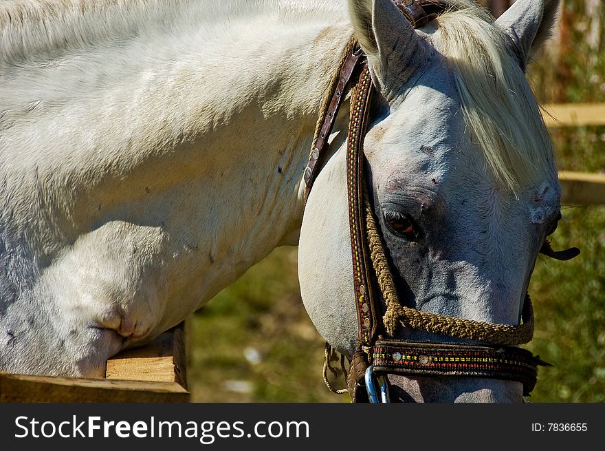 Calm horse on a farm. Calm horse on a farm.