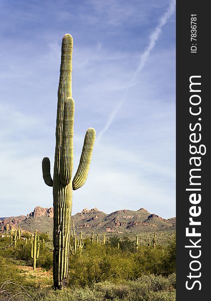 Wilderness desert trail with Saguaro Cactus in foreground and mountain in background.