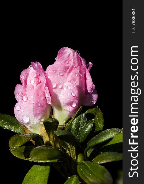 Two pink azalea buds covered with dew against black background