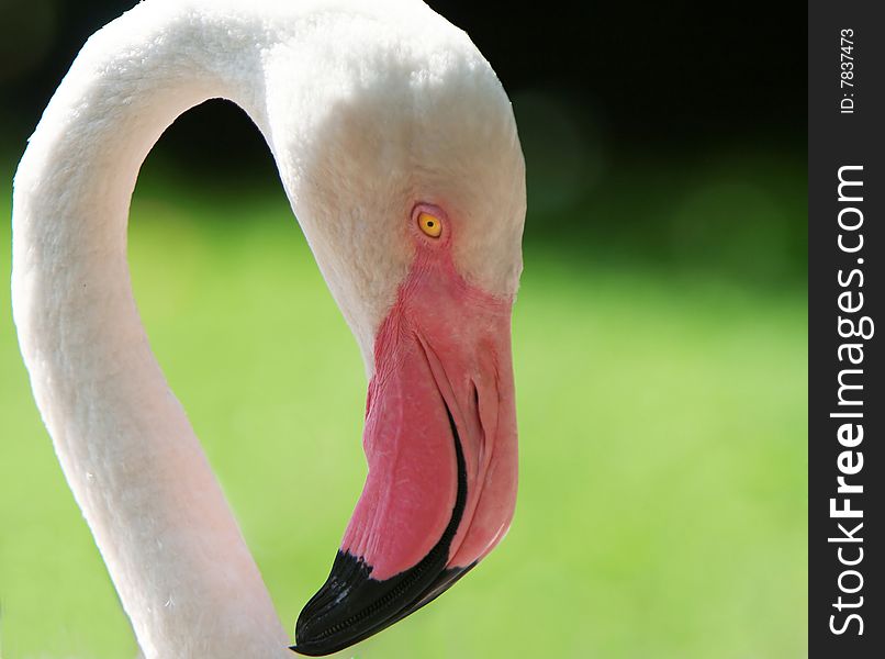 Beautiful flamingo portrait, close up